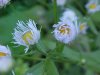 Philadelphia Fleabane (Erigeron philadelphicus)