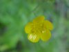 Common Buttercup (Ranunculus acris)