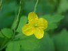 Greater Celandine; Wartweed (Chelidonium majus)
