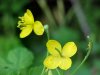 Greater Celandine; Wartweed (Chelidonium majus)