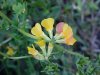 Birdsfoot Trefoil (Lotus corniculata)