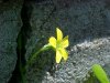 Yellow Wood Sorrel; Sour Grass (Oxalis stricta)