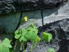 Yellow Wood Sorrel; Sour Grass (Oxalis stricta)