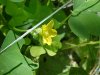 Yellow Wood Sorrel; Sour Grass (Oxalis stricta)