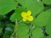 Greater Celandine; Wartweed (Chelidonium majus)