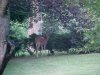 Twilight deer of LDEO