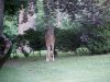 Twilight deer of LDEO