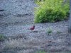 Cardinal bird of LDEO
