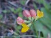 Birdsfoot Trefoil (Lotus corniculata)