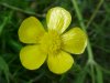 Common Buttercup (Ranunculus acris)