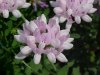 Crown Vetch (Coronilla varia)