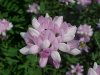 Crown Vetch (Coronilla varia)