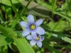 Blue-eyed Grass (Sisyrinchium angustifolium)