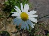 Oxeye Daisy (Leucanthemum vulgare; Chrysanthemum leucanthemum)