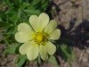 Rough-fruited Cinquefoil (Potentilla recta)