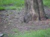 Feeding squirrel