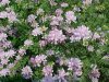 Crown Vetch (Coronilla varia)
