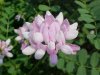 Crown Vetch (Coronilla varia)