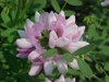 Crown Vetch (Coronilla varia)