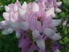 Crown Vetch (Coronilla varia)