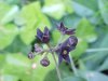 Black swallow-wort (Cynanchum nigrum; Cynanchum rossicum)