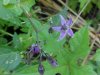 Bittersweet Nightshade; Climbing Nightshade; Deadly Nightshade (Solanum dulcamara) (its toxin is not fatal)