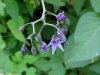 Bittersweet Nightshade; Climbing Nightshade; Deadly Nightshade (Solanum dulcamara) (its toxin is not fatal)