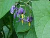 Bittersweet Nightshade; Climbing Nightshade; Deadly Nightshade (Solanum dulcamara) (its toxin is not fatal)