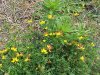 Birdsfoot Trefoil (Lotus corniculata)