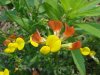 Birdsfoot Trefoil (Lotus corniculata)