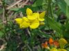 Birdsfoot Trefoil (Lotus corniculata)