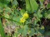 Black Medick (Medicago lupulina)