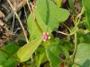 Lady's Thumb (Polygonum persicaria)
