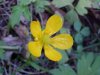 Common Buttercup (Ranunculus acris)