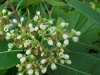 Indian Hemp (Apocynum cannabinum) (A Dogbane - True Hemp is Cannabis; another family)