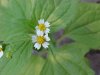Galinsoga; Quickweed (Galinsoga ciliata)