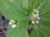 Galinsoga; Quickweed (Galinsoga ciliata)