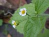 Galinsoga; Quickweed (Galinsoga ciliata)
