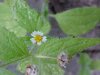 Galinsoga; Quickweed (Galinsoga ciliata)