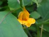 Pale Touch-me-not; Jewelweed (Impatiens pallida)