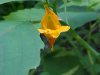Pale Touch-me-not; Jewelweed (Impatiens pallida)