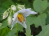 Horse Nettle (Solanum carolinense)