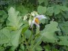 Horse Nettle (Solanum carolinense)