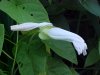 Field Bindweed (Convolvulus arvensis)