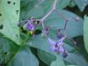Bittersweet Nightshade; Climbing Nightshade; Deadly Nightshade (Solanum dulcamara) (its toxin is not fatal)