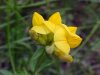 Birdsfoot Trefoil (Lotus corniculata)