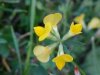 Birdsfoot Trefoil (Lotus corniculata)