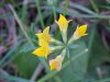 Birdsfoot Trefoil (Lotus corniculata)