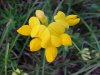 Birdsfoot Trefoil (Lotus corniculata)