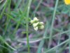 Budding Birdsfoot Trefoil (Lotus corniculata)